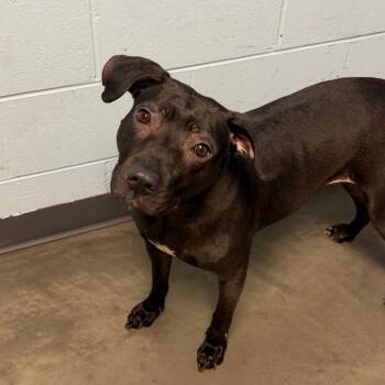 Luna Lashay -  Mixed Breed Dog for Adoption in Dekalb, Illinois - Luna Lashay | PetCurious