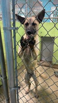 Cashew -  German Shepherd Dog Dog for Adoption in Fort Payne, Alabama - Cashew | PetCurious