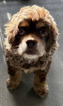 Anabelle -  Cocker Spaniel Dog Available for Adoption in Mauston, Wisconsin - Anabelle | PetCurious