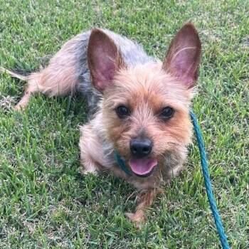 Yorkshire Terrier Dogs Available for Adoption in Chelmsford, Massachusetts - Dallas | PetCurious