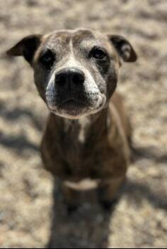 Rescue Mixed Breed Dogs for Adoption in Rayne, Louisiana - Ebony | PetCurious