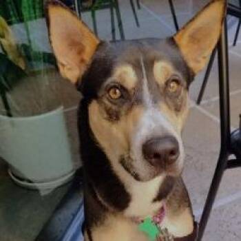 Mixed Breed Dogs Available for Adoption - Kip | PetCurious