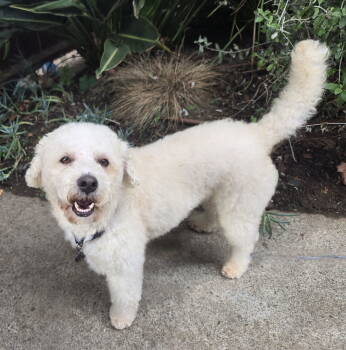 Rescue Poodle and Bichon Frise Dogs for Adoption in Los Angeles, California - Timbit | PetCurious
