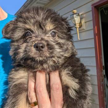 Elliot Page -  Mixed Breed Dog for Adoption in Dekalb, Illinois - Elliot Page | PetCurious