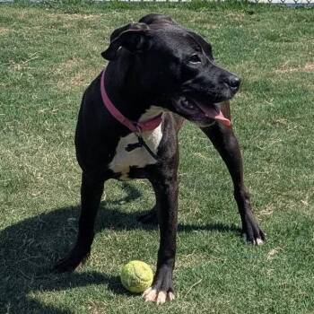 STELLA  Available NOW - ADOPTION or RESCUE! -  Mixed Breed Dog for Adoption in Nashville, North Carolina - STELLA  Available NOW - ADOPTION Or RESCUE! | PetCurious