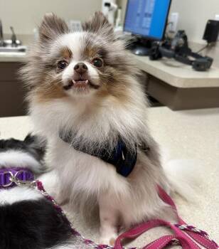 Pomeranian Dogs Available for Adoption in Garland, Texas - Venus | PetCurious