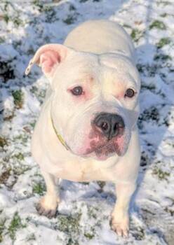 American Bulldog and Mixed Breed Dogs Available for Adoption - ROLY POLY | PetCurious