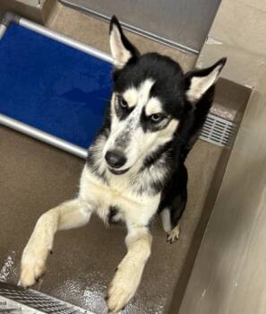 Rescue Mixed Breed Dogs for Adoption in Chamblee, Georgia - Kyle Petty | PetCurious