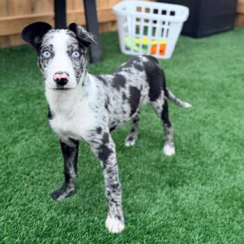 Judy -  Shepherd Dog for Adoption in La Grange, Kentucky - Judy | PetCurious