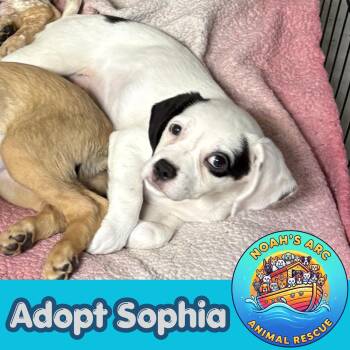 Sophia -  Australian Cattle Dog Blue Heeler Dog for Adoption - Sophia | PetCurious