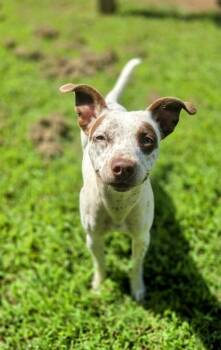 MARGIE -  Pointer Dog for Adoption in Elizabethton, Tennessee - MARGIE | PetCurious