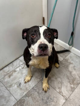 Rescue Pit Bull Terrier Dogs for Adoption in Rochester, Indiana - KIRA: Sweet Senior Girl | PetCurious