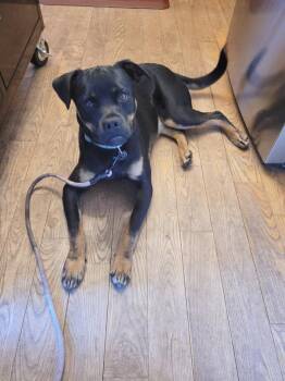 Pit Bull Terrier and Rottweiler Dogs Available for Adoption in Traverse City, Michigan - Cooter | PetCurious