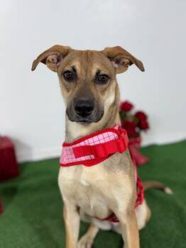 Megan-One of our Amazing Rescue Dogs -  Labrador Retriever and Coonhound Dog for Adoption in Carlsbad, California - Megan-One Of Our Amazing Rescue Dogs | PetCurious