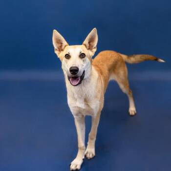 Pen 209 Yoshi -  German Shepherd Dog Dog for Adoption in Lawrenceville, Georgia - Pen 209 Yoshi | PetCurious