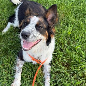 Spazoli -  Australian Shepherd Dog for Adoption in Grand Rapids, Michigan - Spazoli | PetCurious