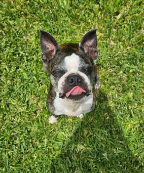 Astrid -  Boston Terrier Dog for Adoption in Marlboro Township, New Jersey - Astrid | PetCurious
