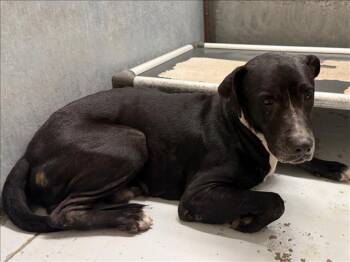 Rescue Pit Bull Terrier and Mixed Breed Dogs for Adoption in Conroe, Texas - MARCEL | PetCurious