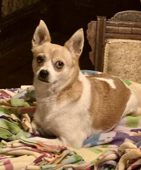 Rescue Chihuahua and Corgi Dogs for Adoption in Los Angeles, California - Sugar | PetCurious