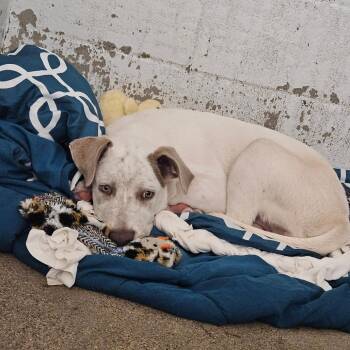 Abbie -  Catahoula Leopard Dog Dog for Adoption in Flagstaff, Arizona - Abbie | PetCurious
