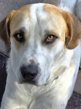 Rescue Great Dane and Great Pyrenees Dogs for Adoption in Lisbon, Iowa - Trapper | PetCurious