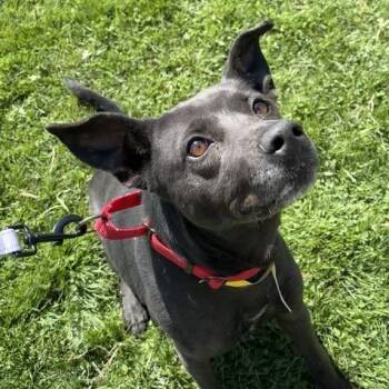 Mixed Breed Dogs Available for Adoption in Middletown, Rhode Island - Jojo | PetCurious
