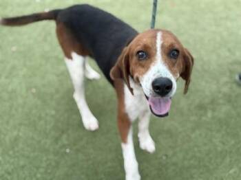 Ruckus -  Hound and Mixed Breed Dog for Adoption in Port St. Joe, Florida - Ruckus | PetCurious