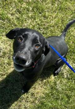 Labrador Retriever Dogs Available for Adoption in Bryan, Ohio - Georgia | PetCurious