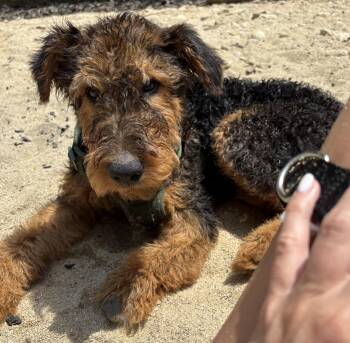 Humphrey Bogart (Bogie) -  Airedale Terrier Dog for Adoption in Maiden, North Carolina - Humphrey Bogart (Bogie) | PetCurious