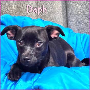 Mixed Breed Dogs Available for Adoption in Joliet, Illinois - Daph | PetCurious