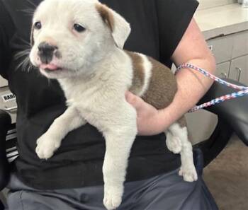 Mixed Breed Dogs Available for Adoption - CLYDE | PetCurious