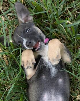 Everest -  German Shepherd Dog and Labrador Retriever Dog Available for Adoption in Lakewood Ranch, Florida - Everest | PetCurious