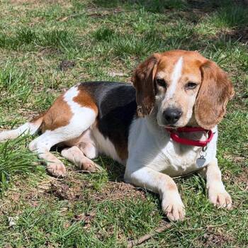 Beagle Dogs Available for Adoption - Nick | PetCurious