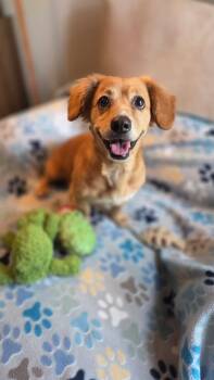PENELOPE -  Dachshund Dog for Adoption in Houston, Texas - PENELOPE | PetCurious