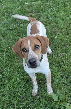 Curtesy post: Dodge -  Bluetick Coonhound and American Bulldog Dog for Adoption in Cuyahoga Falls, Ohio - Curtesy Post: Dodge | PetCurious