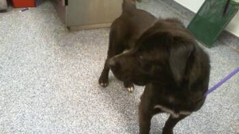 A1266994 -  Labrador Retriever and Chow Chow Dog for Adoption in Charlotte, North Carolina - A1266994 | PetCurious