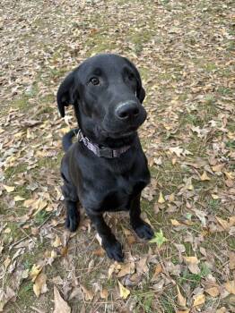 Rescue Labrador Retriever Dogs for Adoption in Boston, Massachusetts - Tracker | PetCurious