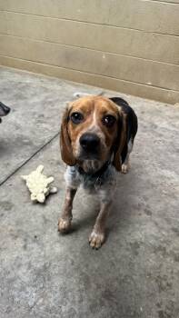 Beagle Dogs Available for Adoption in Knoxville, Tennessee - Huck | PetCurious