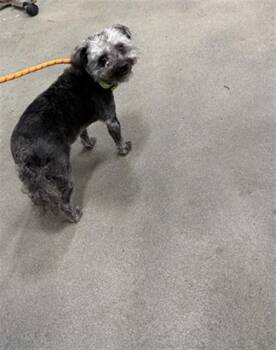 Poodle Dogs Available for Adoption - BELLA | PetCurious