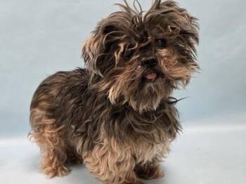 Yorkshire Terrier and Bichon Frise Dogs Available for Adoption - Gertie | PetCurious