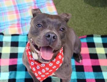 Prissy -  Mixed Breed Dog for Adoption in Athens, Georgia - Prissy | PetCurious