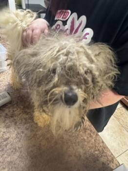 Rescue Mixed Breed Dogs for Adoption in Cincinnati, Ohio - Festive | PetCurious