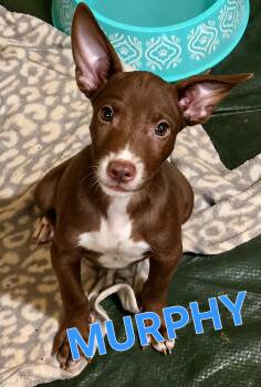MURPHY -  Jack Russell Terrier Dog for Adoption in Fosters, Alabama - MURPHY | PetCurious