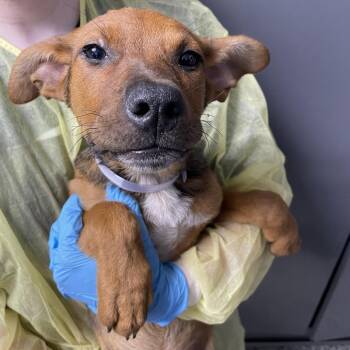 Baritone -  Cattle Dog and Mixed Breed Dog for Adoption in Hattiesburg, Mississippi - Baritone | PetCurious
