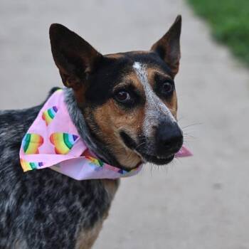 CATHERINE -  Australian Cattle Dog Blue Heeler Dog for Adoption in San Antonio, Texas - CATHERINE | PetCurious