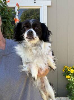 Louie -  Pekingese and Spaniel Dog for Adoption in Temecula, California - Louie | PetCurious