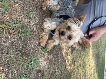 Rescue Yorkshire Terrier Dogs for Adoption in Tustin, California - DEXTER - AVAILABLE FOR FOSTER TO ADOPT | PetCurious