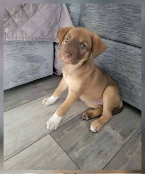 Rescue Mixed Breed Dogs for Adoption in Barnhart, Missouri - River | PetCurious