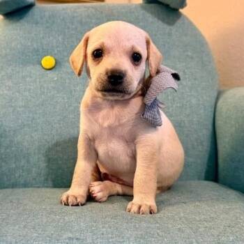 Derek Daydream Ridgemont -  Chihuahua and Terrier Dog for Adoption in Friendswood, Texas - Derek Daydream Ridgemont | PetCurious