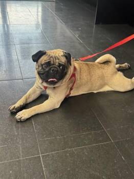 Pug Dogs Available for Adoption - POOH BEAR | PetCurious
